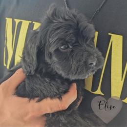 Elise - Black female Portuguese Water Dog puppy in Jacksonville, Florida from Atlantic Coast PWD
