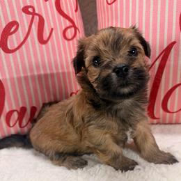 Hoppy - Tan female Morkie puppy in Stockbridge, Georgia from Jenn’s Georgia Morkies and Biewer Terriers