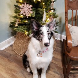 Shetland Sheepdogs from Sweet Willow Shelties