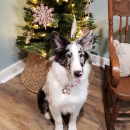 Shetland Sheepdogs from Sweet Willow Shelties