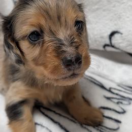 Boy 1 - Dapple male Dachshund puppy in Columbus, Ohio from Bumpkins Dachshunds