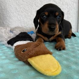 Goose - Black and tan male Dachshund puppy in Palm Bay, Florida from Anastasia’s Royal Weenies