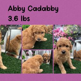 Abby Cadabby - Apricot female Goldendoodle puppy in Wayland, New York from Loris Pampered Pooches💕