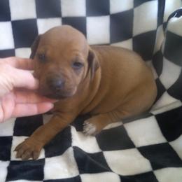 Ruby - Rd whtn blk nose female Rhodesian Ridgeback puppy in Carney, Oklahoma from River Run Parson Russell terriers & River Run Ridgebacks