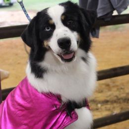 Lexi - Miniature Australian Shepherd