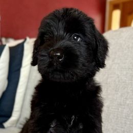 Girl 2 - Black female Giant Schnauzer puppy in Wildomar, California from My Angel Schnauzers