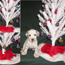 Dalmatian Puppies from Spotty Shenanigans Dalmatians