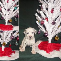 Dalmatian Puppies from Spotty Shenanigans Dalmatians