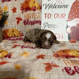 Beast - Red merle male Miniature Australian Shepherd puppy in Liberty, Mississippi from Liberty Oaks Aussies and Dachshunds