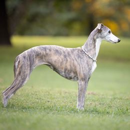 Zanzibar - Whippet
