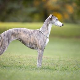 Zanzibar - Whippet