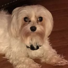 Maltese, Poodles, Shih Tzus, and Yorkshire Terriers from Deborah Richards yorkies