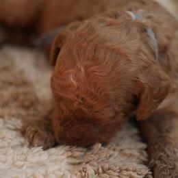 Max - Red  male Goldendoodle puppy in Naples, Florida from Goldendoodles Of Naples,INC