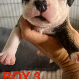 Staffordshire Bull Terrier Puppies from 1LoveStaffies-Hawaii