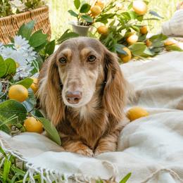 Riley - Dachshund
