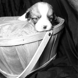 Cinderella - Sable female Pembroke Welsh Corgi puppy in Valley, Washington from Corgis of the Mountain Valley