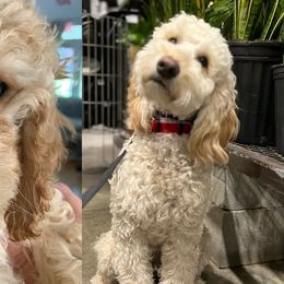 Double Doodle All Grown Up from COCKADOODLEPOO