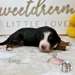 Rory - Tri-color male Bernedoodle puppy in Owasso, Oklahoma from Kallams Bernedoodles & Bernese Mountain Dogs