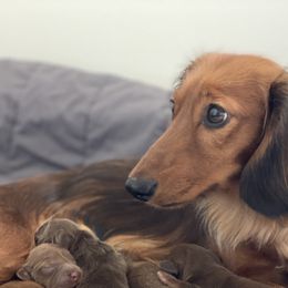 Dachshunds from Vestergaard Dachshunds