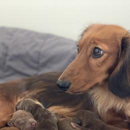 Dachshunds from Vestergaard Dachshunds