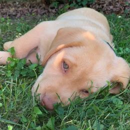 Labrador Retrievers from Chilbrook Kennels LLC