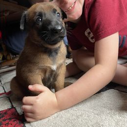 Belgian Malinois Puppies from Pyrex Kennels