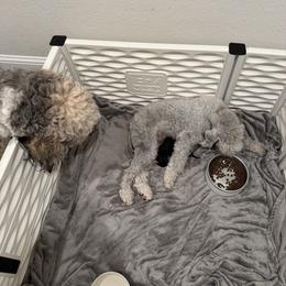 Bedlington Terrier Puppies from Little Starz Bedlington