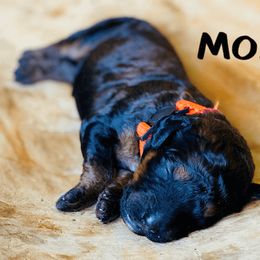 Goldendoodle Puppies from Stoney Creek Doodles