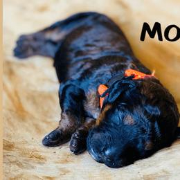 Goldendoodle Puppies from Stoney Creek Doodles