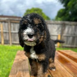 Denali (Yellow Collar) - Tri-color female Bernedoodle puppy in Palmetto Bay, Florida from SOMIDOODLES