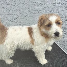 Chika - Russell Terrier
