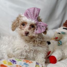 Cece-Genetically All Clear plus CAER Ophthalmologist Exam Completed - Parti female Poodle puppy in Westfield, North Carolina from Legacy Pets