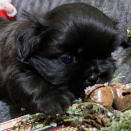 Boy 2 - Black male Shih Tzu puppy in Fair Grove, Missouri from Hilltop Shih Tzus