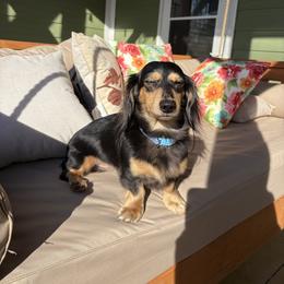 Oatis - Black and cream male Dachshund puppy in Biloxi, Mississippi from Southern Doxies Ms