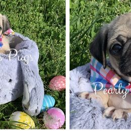 Pug Puppies from Pearly’s Pugs