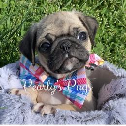 Pug Puppies from Pearly’s Pugs