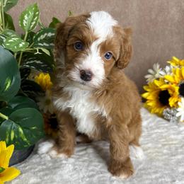 Java (Blue Eyes) - Red male Bernedoodle puppy in Seymour, Missouri from D and D’s Dandy Doodles
