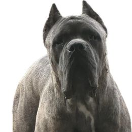 Cane Corso and French Bulldog All Grown Up from Mount Olympus French Bulldogs