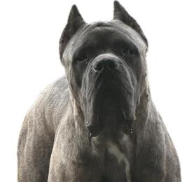 Cane Corso and French Bulldog All Grown Up from Mount Olympus French Bulldogs