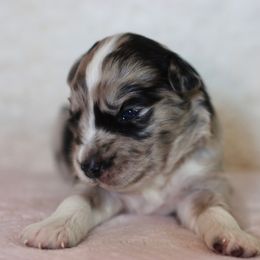 Miniature Australian Shepherd Puppies from Garay Mini Aussies