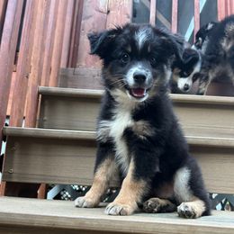 Chip - Black tri male Miniature Australian Shepherd puppy in Phillipsburg, New Jersey from Dusty Dogs Miniature Australian Shepherds