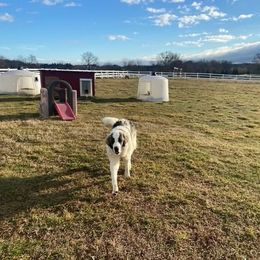 Pyrenean Mastiff All Grown Up from Bella Dulce