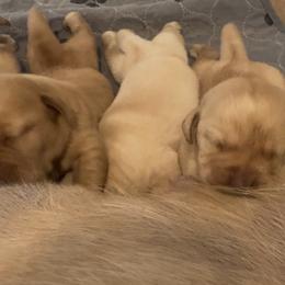 Boy 4 - Yellow male Labrador Retriever puppy in Littlefield, Arizona from Susan Burkey