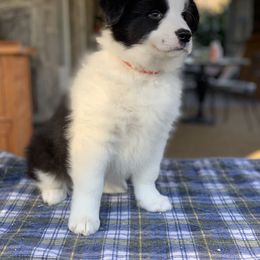 Border Collie Puppies from Beloved Border Collies