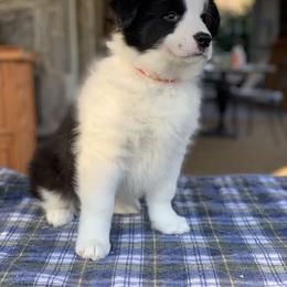 Border Collie Puppies from Beloved Border Collies