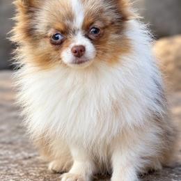 Biscotti - Beaver and Tan Merle Parti Female - Chocolate merle female Pomeranian puppy in Buck Valley, Pennsylvania from Buck Valley Pomeranians