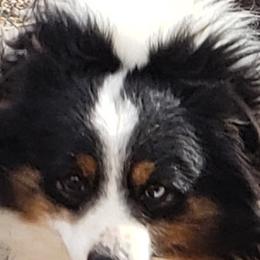 Magnum - Toy Australian Shepherd