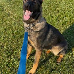 Heidi von Charry - Sable female German Shepherd puppy in Midway, Kentucky from Von Charry German Shepherd’s