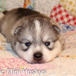 Boy 2 - Gray and white male Alaskan Klee Kai puppy in Klamath Falls, Oregon from Nordic Mini Huskys