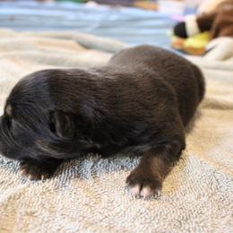 Griffon - Black male Australian Shepherd puppy in Sonoita, Arizona from Gardner Canyon Kennels